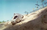 desert-death-horse-romania-danube-delta-letea-forest.jpg