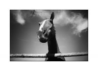 IMG_3231rm.jpg
